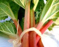 Salade de rhubarbe aux fruits rouges